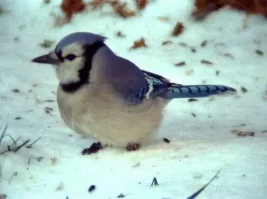 bluejay bird