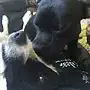 Mux & Gaïa
