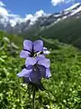 Another Flower in Valley of Flowers (VoF)