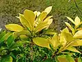 Ficus tinctoria
