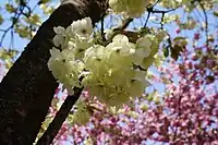 ''Prunus serrulata'' 'Grandiflora' A. Wagner (Ukon)&nbsp;[ja] with rare yellow flowers developed in the Edo period of Japan. One of the cultivars selected for the British Award of Garden Merit.