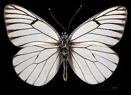 Aporia crataegi augusta ♂
