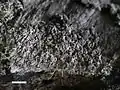 Menegazzia castanea on a rock outcrop. Rock and Pillar Range, New Zealand. Scale bar = 1&nbsp;cm.