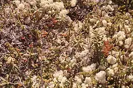 Nordic flora at our feet on Niapiskau island