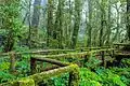 A scenic walkway in the area of Doi Inthanon National Park
