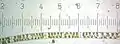 Spirogyra (Each numbered tick = 122&nbsp;μm)