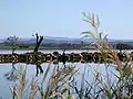 Mitchell River silt jetties, with the river in the foreground and Lake King in the distance
