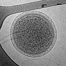 Cryo-EM image of an intact ARMAN cell from an Iron Mountain biofilm. Image width is 576&nbsp;nm.