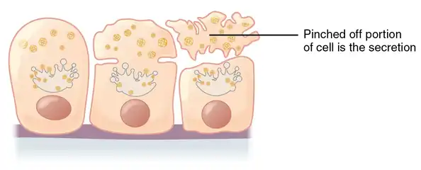 Apocrine secretion