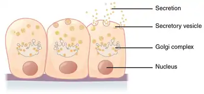 Merocrine secretion