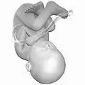 Fetus at 38 weeks after fertilization (gestational age of 40 weeks)