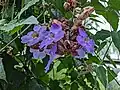 Seed pods