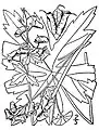 Trailing white monkshood (A.&nbsp;reclinatum)