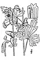 Southern blue monkshood (A.&nbsp;uncinatum)