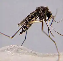 Adult female Aedes taeniorhynchus