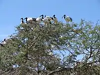 The breeding colony in Montagu, Western Cape, South Africa