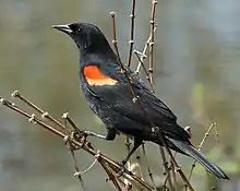 A red-winged blackbird perched on a branch