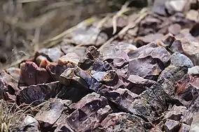 Close-up of Alibates Flint in the ground at Alibates Flint Queries National Monument
