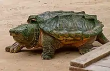 Alligator snapping turtle with carpet of algae