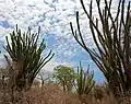 The Madagascar ocotillo, Alluaudia procera, named after the unrelated ocotillo