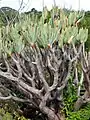 Though slow-growing, Kumara plicatilis can reach a height of 3–5 metres (9.8–16.4&nbsp;ft) .