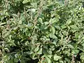 Green amaranth (A.&nbsp;viridis)