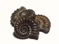 Three small ammonite fossils, each approximately 1.5&nbsp;cm across