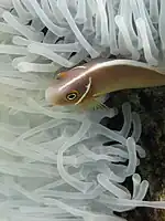 A.&nbsp;perideraion in a bleached anemone near Batu Moncho