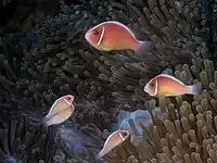 Several A.&nbsp;perideraion at Komodo
