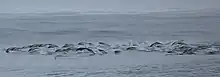 Southern right whale dolphin