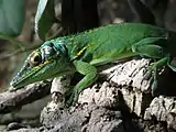 Deiroptyx: Almost 35 species from Cuba, Hispaniola and Puerto Rico (shown: Deiroptyx baracoae)