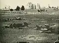 Dead Confederate artillery horses