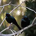 Phoenix Zoo, Arizona