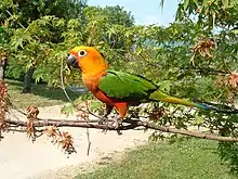 A yellow parrot with green wings and white eye-spots