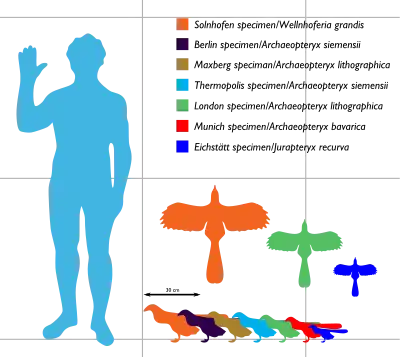 Archaeopteryx sizes ranging between about 25 and 50 cm long and between 25 and 60 cm in wingspan