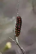 Larva in Jerusalem