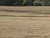 Birds in Arkley South Field