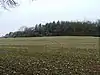 Ashridge Wood