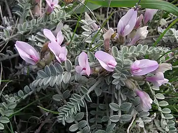 Astragalus testiculatus
