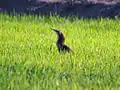 In the grass, Leeton, New South Wales, Australia