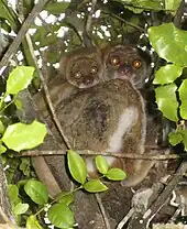 A baby woolly lemur clings to its mother's back as she clings to a tree.