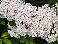 Bee pollinating mountain laurel on Occoneechee Mountain