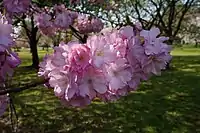 ''Prunus × sieboldii'' 'Beni-yutaka'&nbsp;[ja]. One of the cultivars selected for the British Award of Garden Merit.