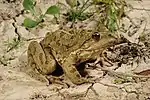 Pelophylax kl. grafi
