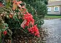 Berberis aggregata, fruit.