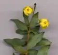 Berberis gagnepainii, flower detail (flowers 7&nbsp;mm (0.28&nbsp;in) diameter).