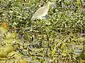 A heron at the bird sanctuary