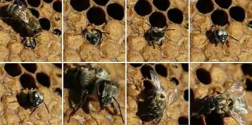 Emergence of a European dark honey bee (A.&nbsp;m. mellifera)