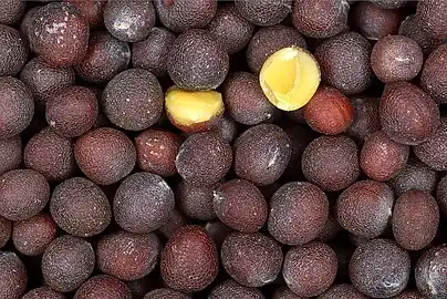 Close-up of black mustard seeds (each about 2–3&nbsp;mm in diameter)