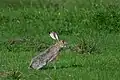 Black-tailed jackrabbit (Lepus californicus), Attwater Prairie Chicken National Wildlife Refuge